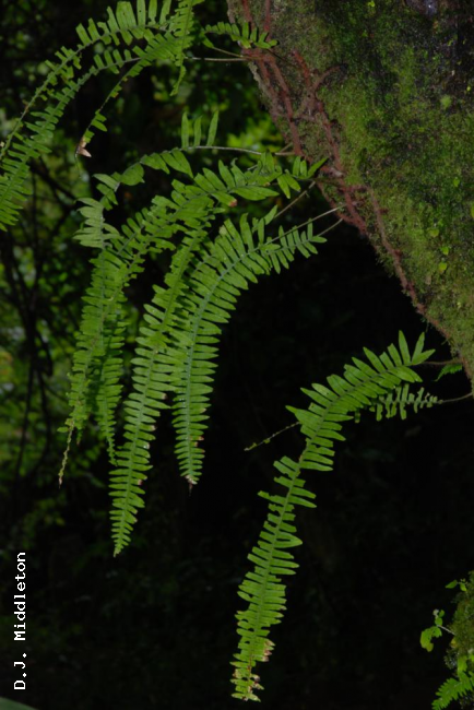 Habit