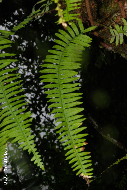 Frond