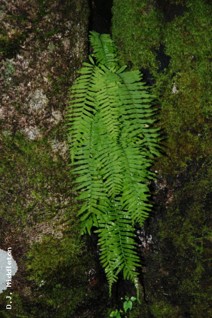 Habit