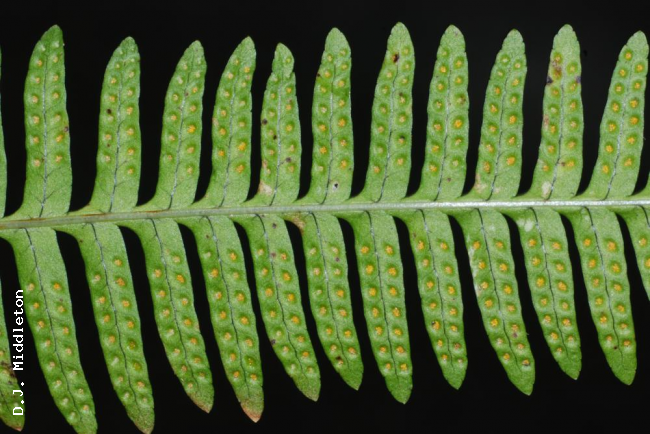 Lower frond surface