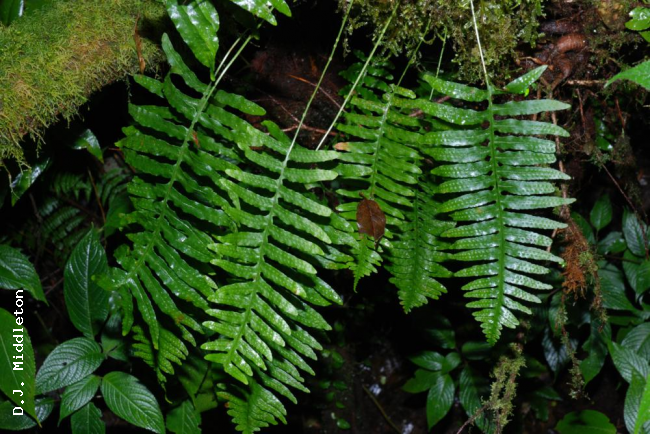 Habit