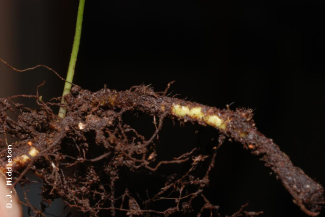 Rhizome