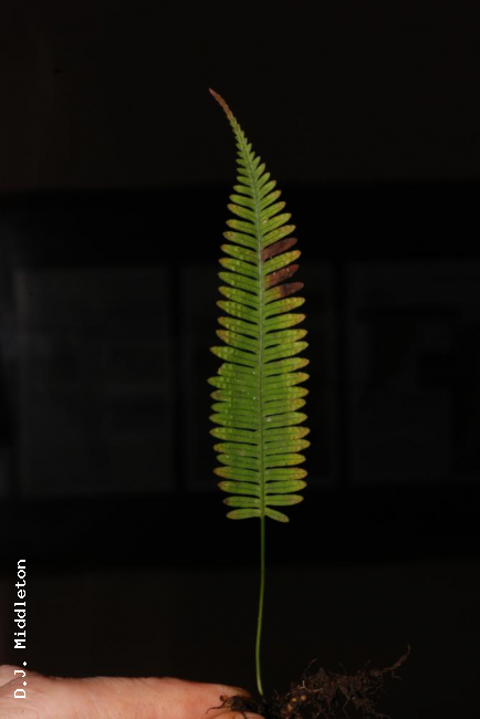 Frond