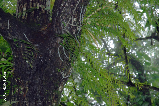 Habit