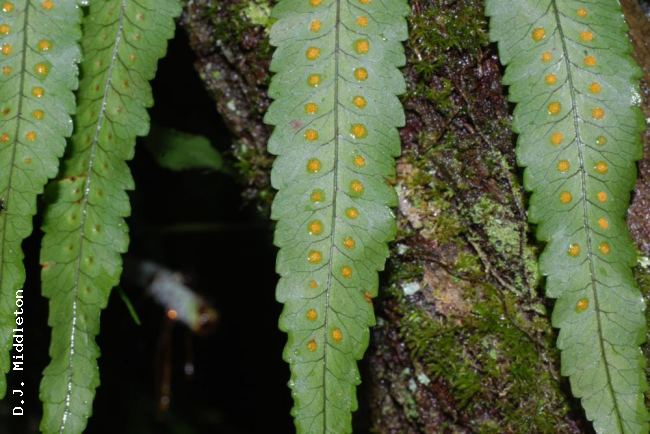 Lower surface of frond