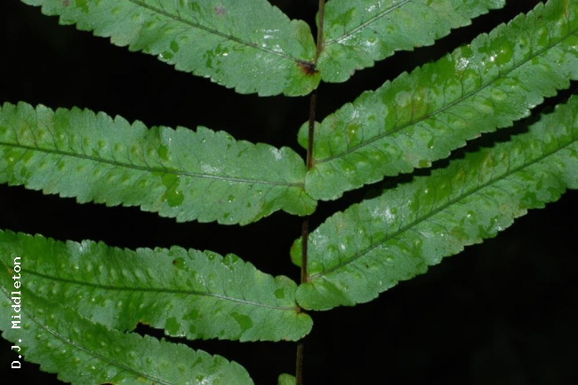 Upper surface of frond