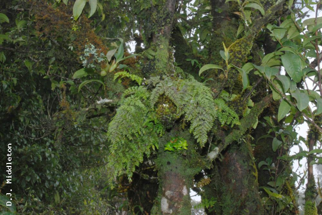 Habit