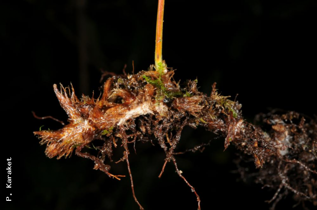 Rhizome and stipe base