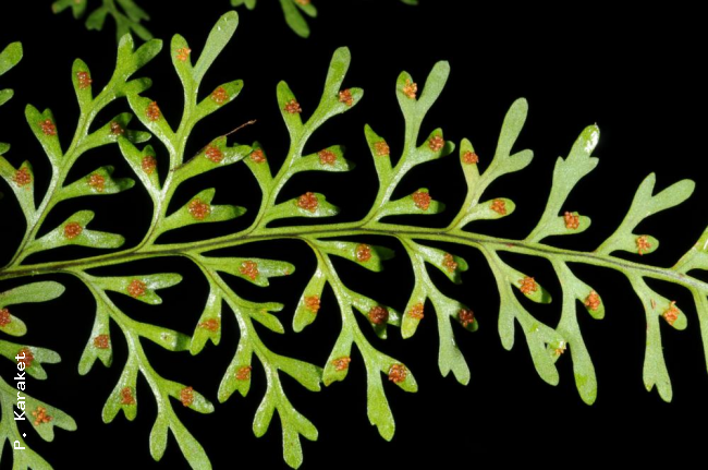 Lower surface of frond