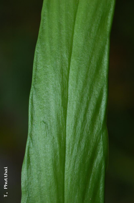 Upper surface of frond