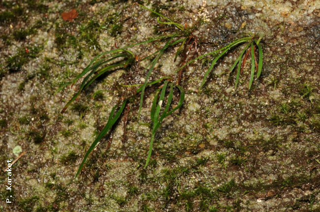 Habit