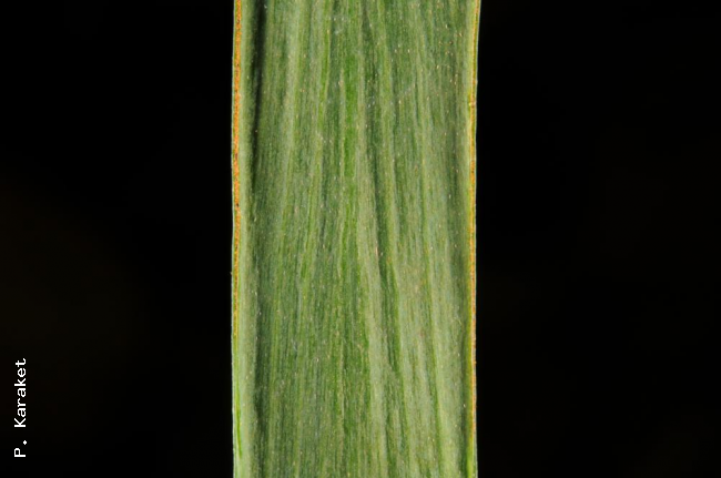 Lower surface of frond