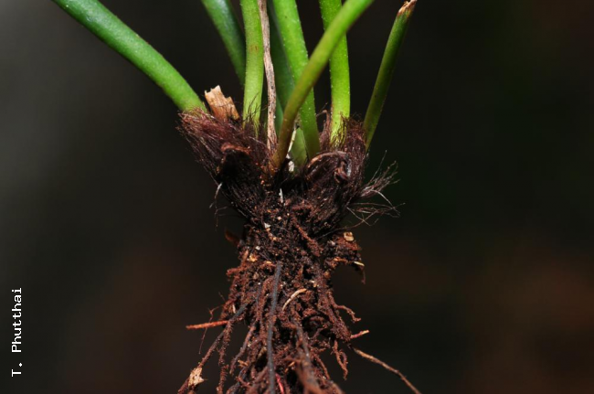 Rhizome