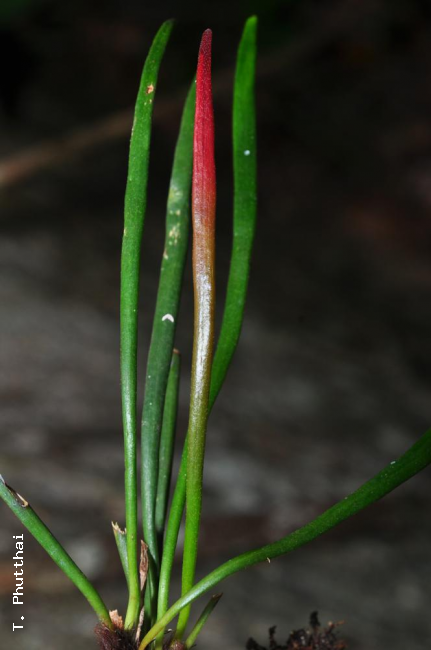 Mature (green) and young (red) fronds