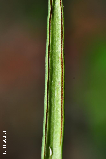 Sori