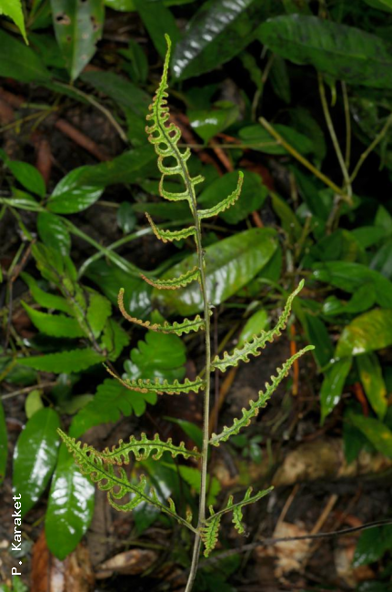 Fertile frond