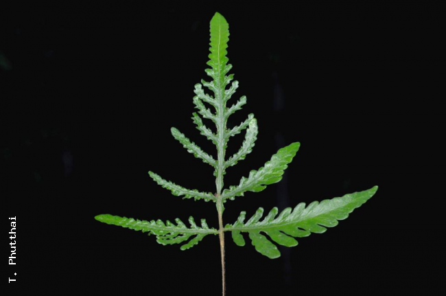 Partially fertile frond