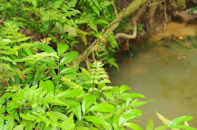 Habit