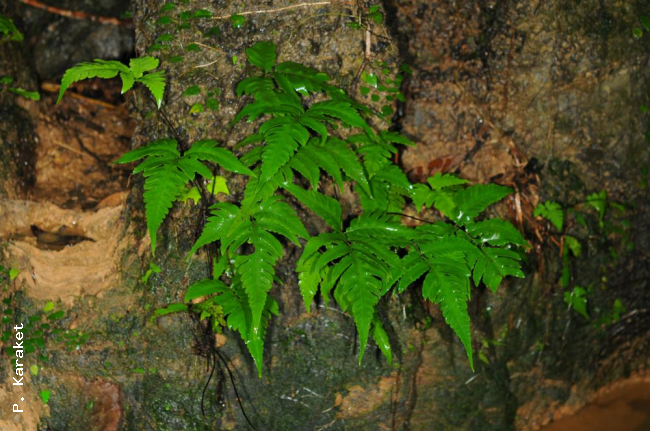 Habit