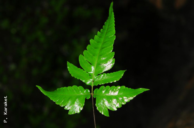 Sterile frond