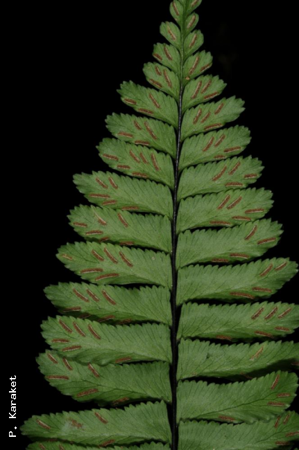 Lower surface of lamina