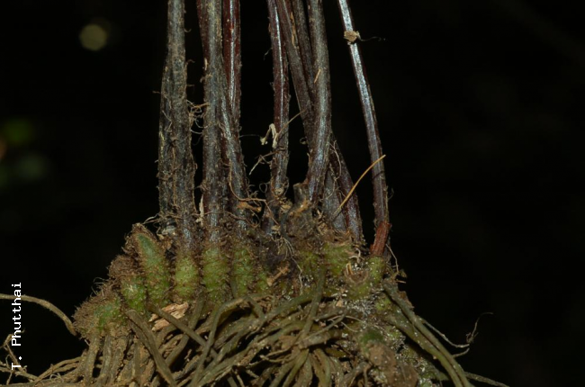 Rhizome