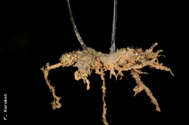 Rhizome
