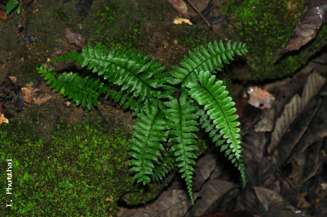 Habit