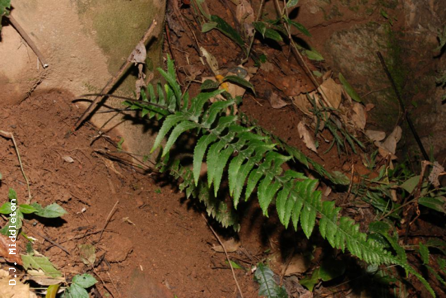 Habit