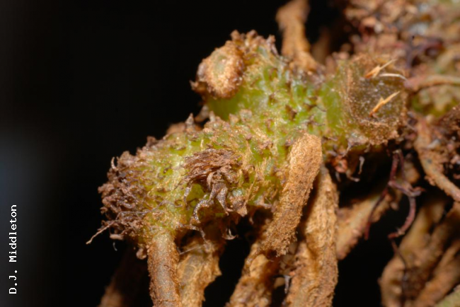 Rhizome apex with scales