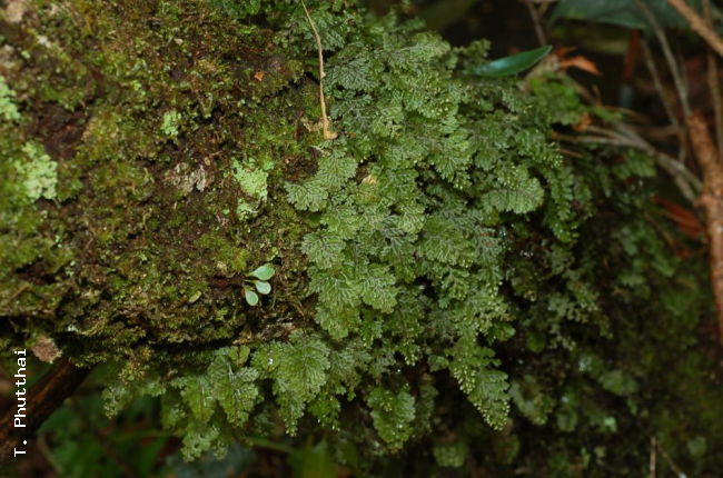 Habit