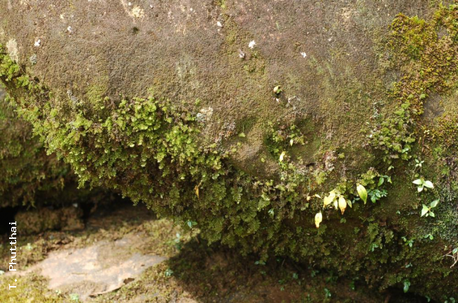 Habit