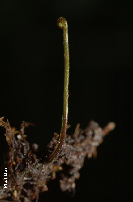 Rhizome