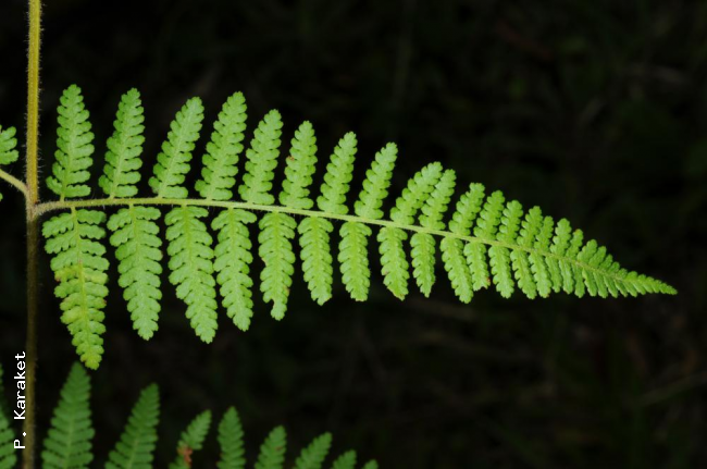 Upper surface of lamina