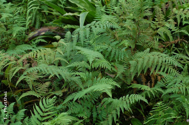 Habit