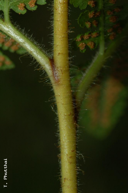 Rachis with frond bases