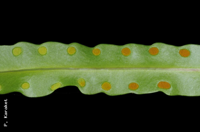 Lower surface of frond with immature sori