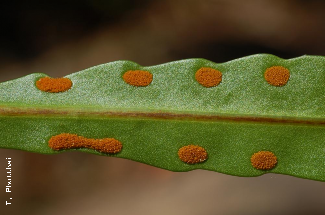 Lower surface of frond with mature sori