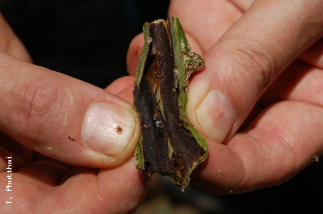 Cut open rhizome with ants' eggs.