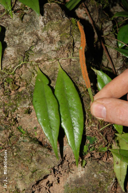 Sterile and fertile fronds