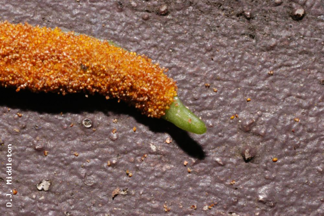 Tipe of fertile frond
