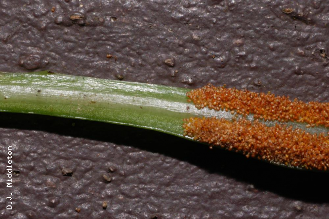 Base of fertile frond