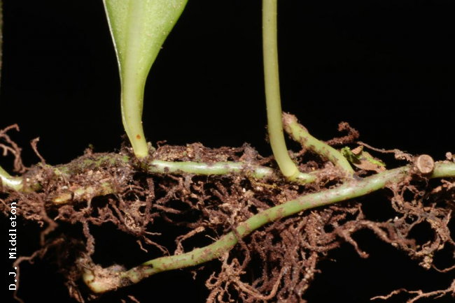 Rhizome