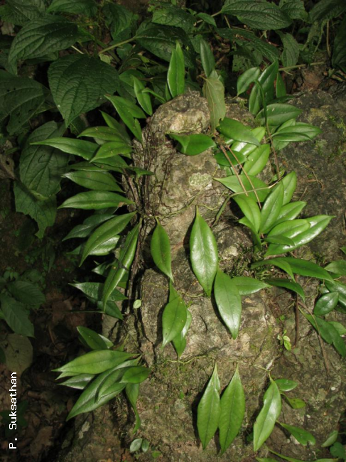 Habit