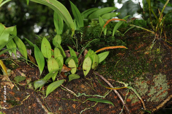 Habit