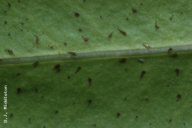 Scales on lower frond surface
