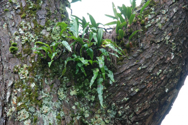 Habit