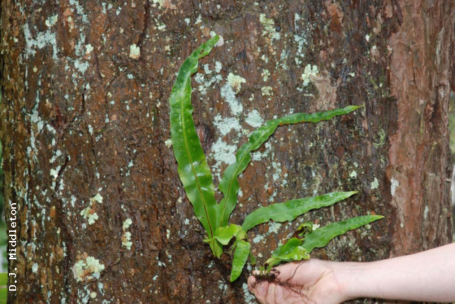 Whole plant from above