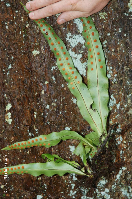 Whole plant from below