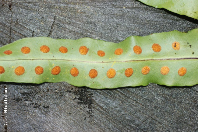 Lower frond surface and sori